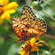 Variegated Fritillary