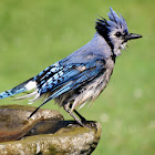 Blue Jay