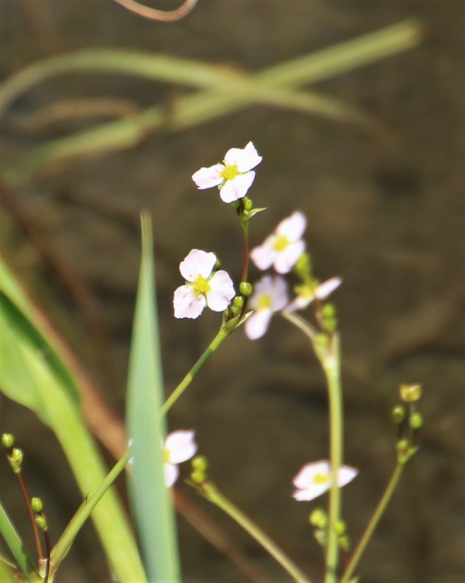 European water-plantain