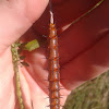 Gulf Fritillary Larva