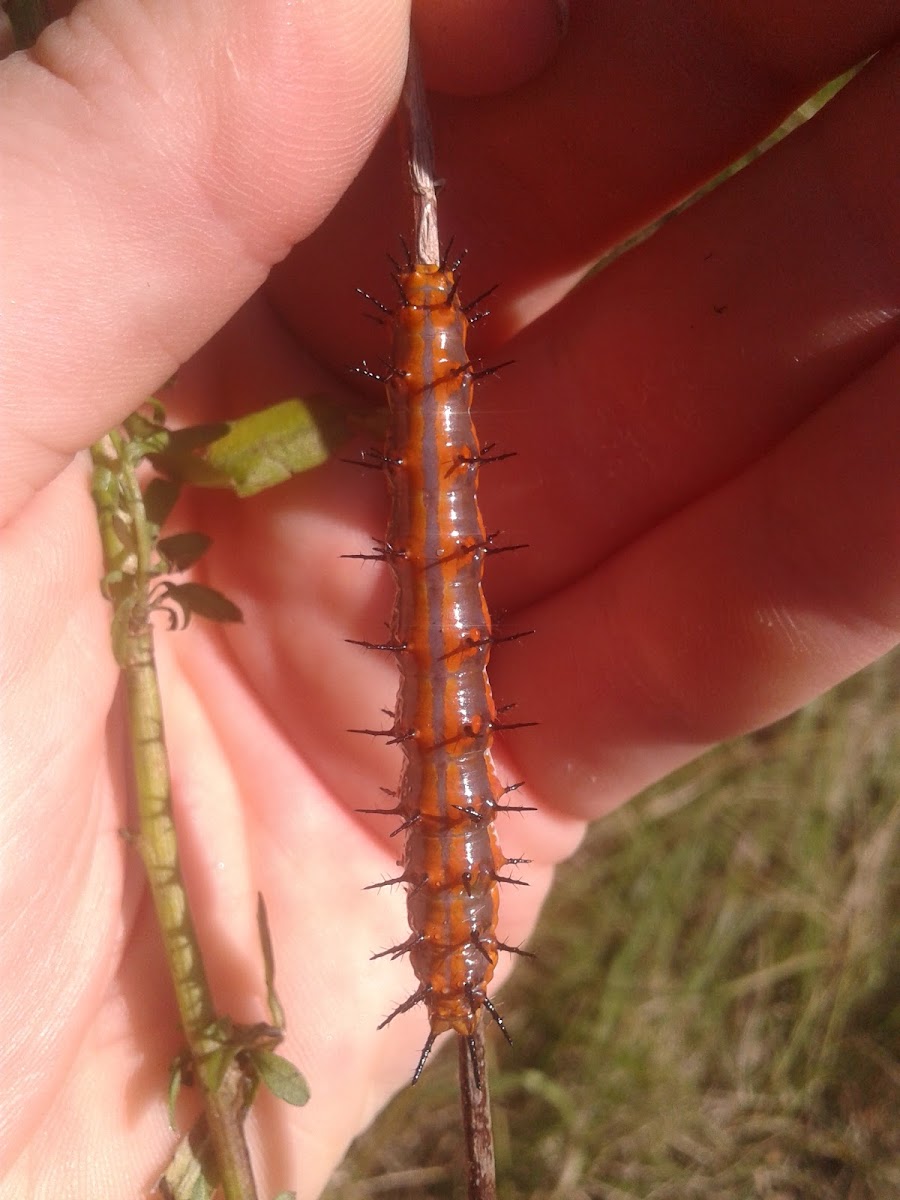 Gulf Fritillary Larva