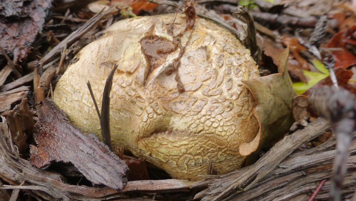 Common earthball