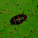 Two-lined spittlebug