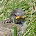 European starling baby