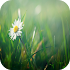 Grass 3D Live Wallpaper2.0