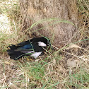 Eurasian magpie