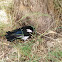 Eurasian magpie