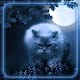 Download Night Moon Cat Live Wallpaper For PC Windows and Mac 1.0