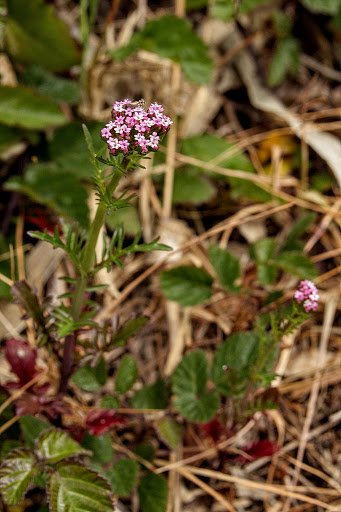 Centranthus calcitrapae