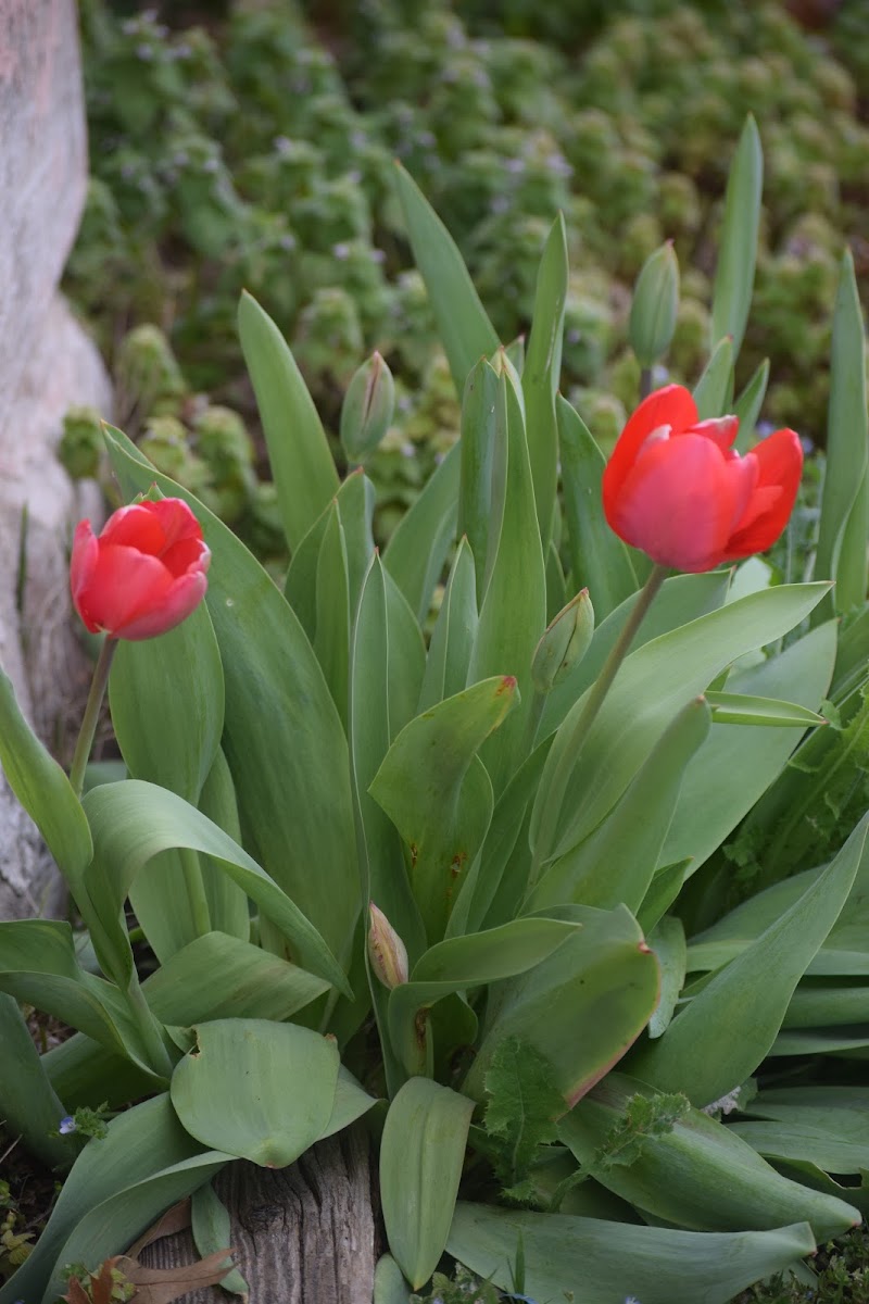 Tulips