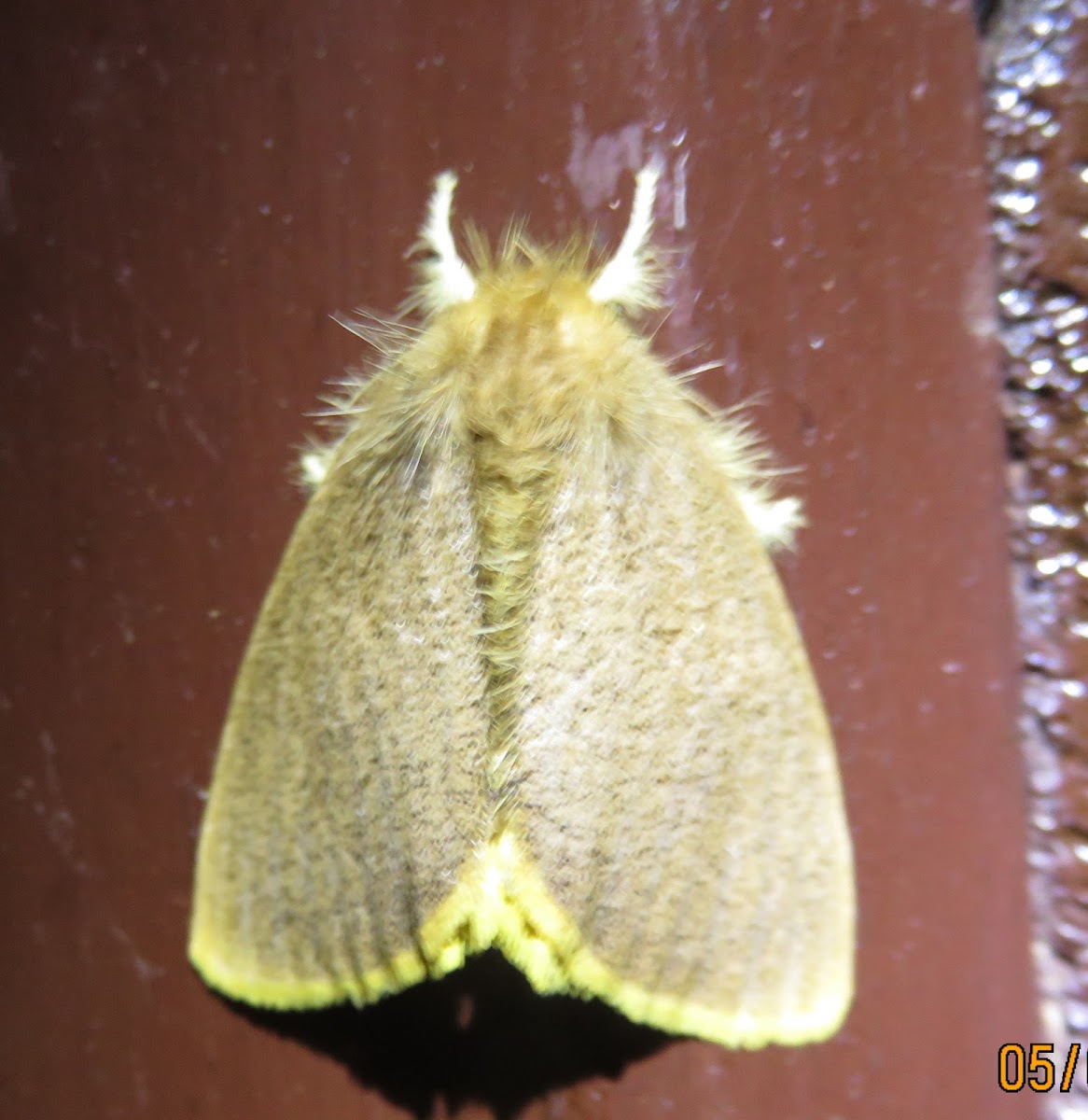 Tussock Moth