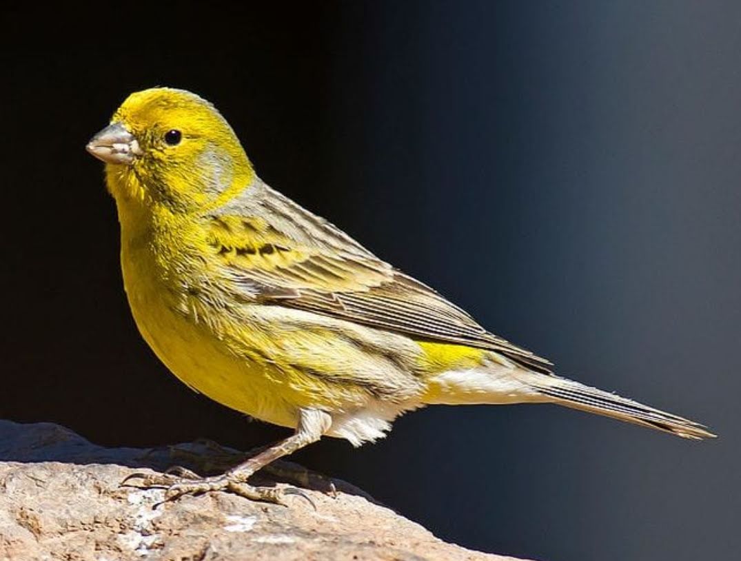 canary