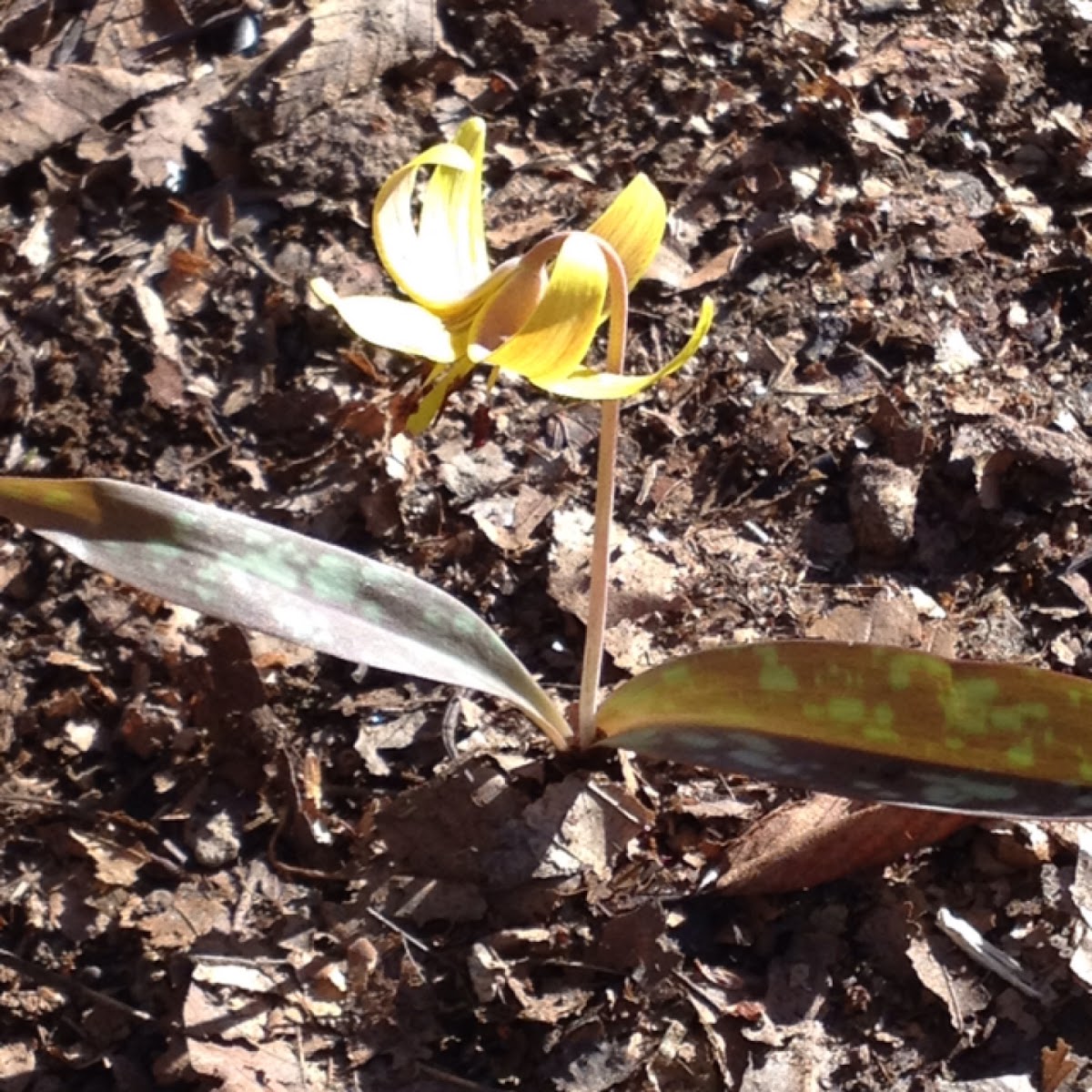 Trout lily