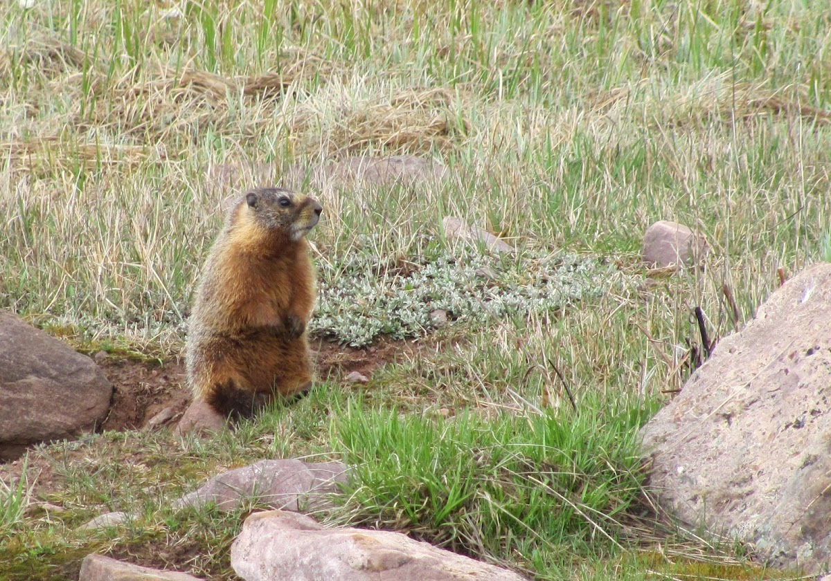 Yellow-bellied Marmot