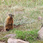 Yellow-bellied Marmot