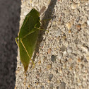 Leaf bug