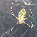 Banded Argiope