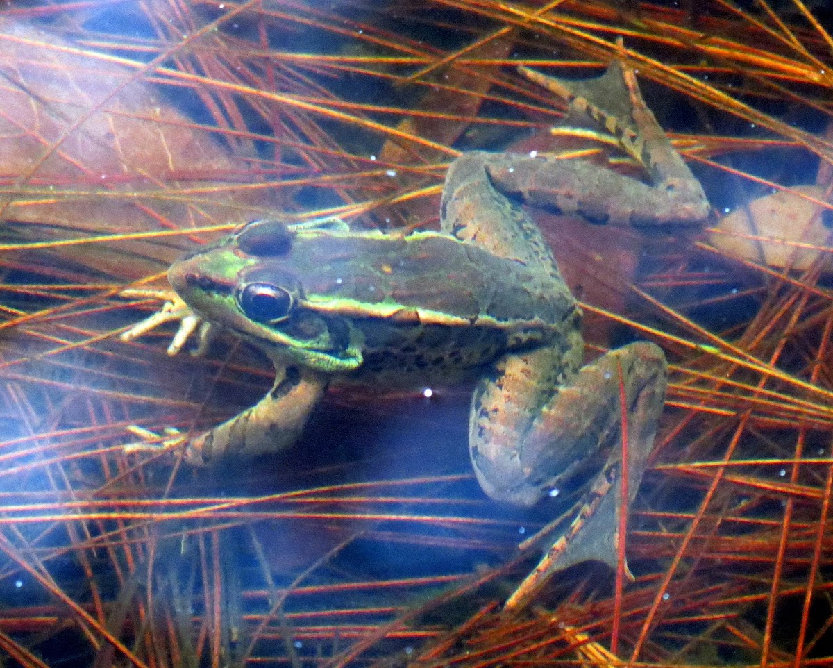 "Leopard" frog