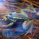 "Leopard" frog