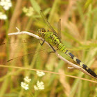 Eastern Pondhawk