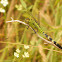 Eastern Pondhawk