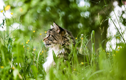 Cat standing in the flower garden small promo image