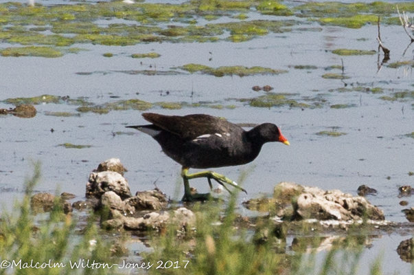 Moorhen; Pollo de Agua