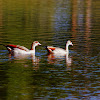 Egyptian Goose