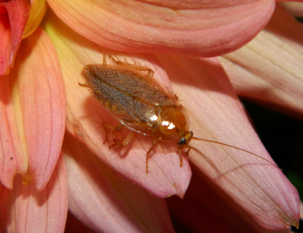 Spotted Mediterranean Cockroach