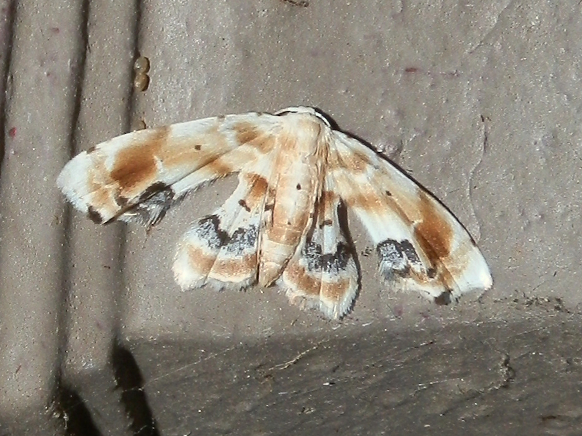 Gown Moth