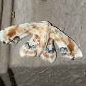 Gown Moth