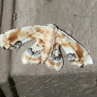 Gown Moth