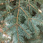 Blue Spruce