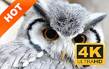 Owl New Tab Page HD Pop Animals Theme small promo image