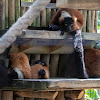 Red-ruffed Lemur