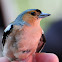 Common Chaffinch; Pinzón vulgar