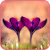 Purple Flower Wallpaper icon