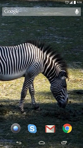 Zebra Live Wallpaper