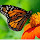 Butterfly New Tab Scenery HD Wallpapers Theme