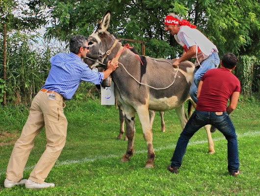 ostinazione campagnola di ANbepLO foto