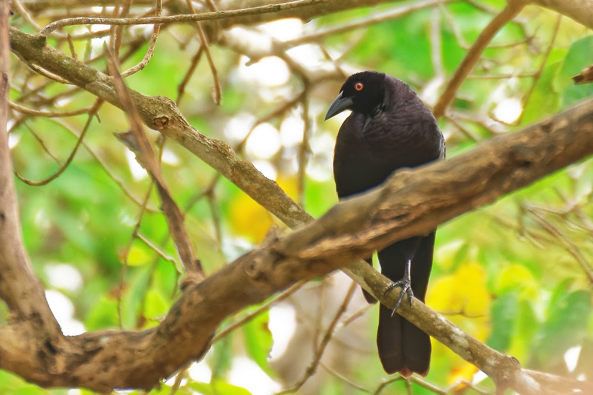 Iraúna-grande (Giant Cowbird)