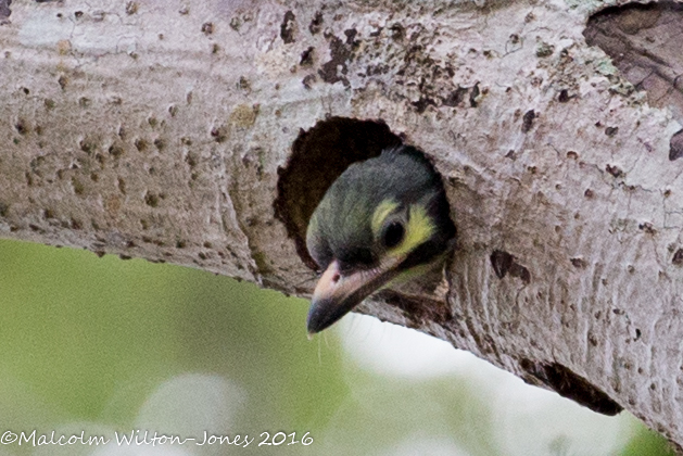 Coppersmith Barbet