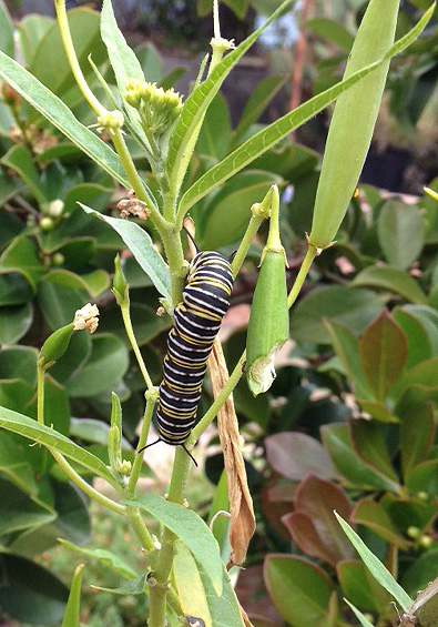 Monarch caterpillar and frass