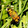 Pearl Crescent Butterfly