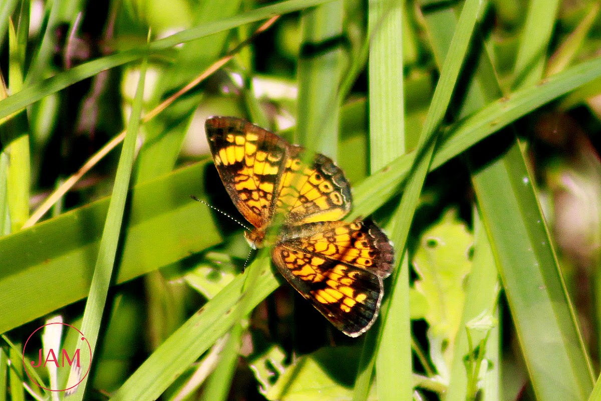 Pearl Crescent Butterfly