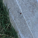 Cellar Spider