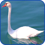 Cover Image of Unduh Swan Wallpaper HD 1.01 APK