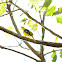 Scarlet Minivet (Female)