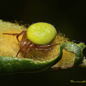 Araniella inconspicua