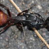 Carpenter ant